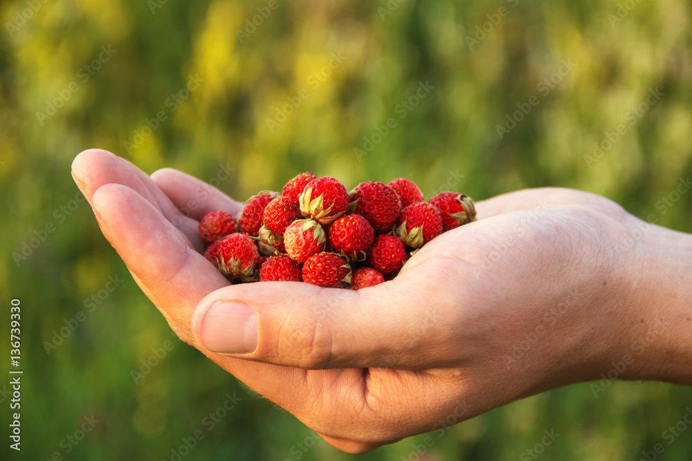 Field of ripe strawberries in a man's palm