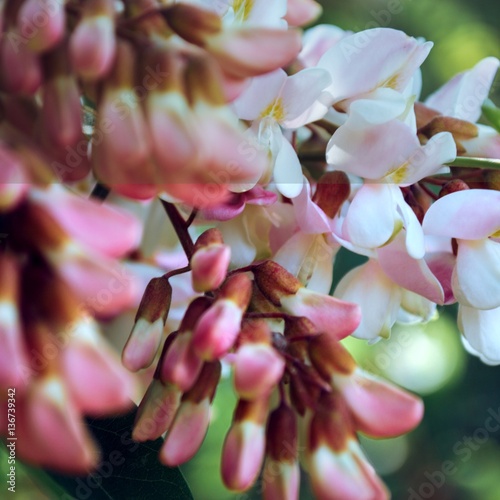 Pink acacia photo