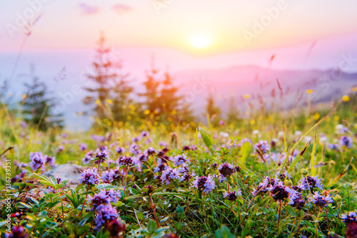 wildflowers in the mountains at sunset