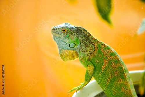 one green iguana lizard .reptile sit on indoor plant