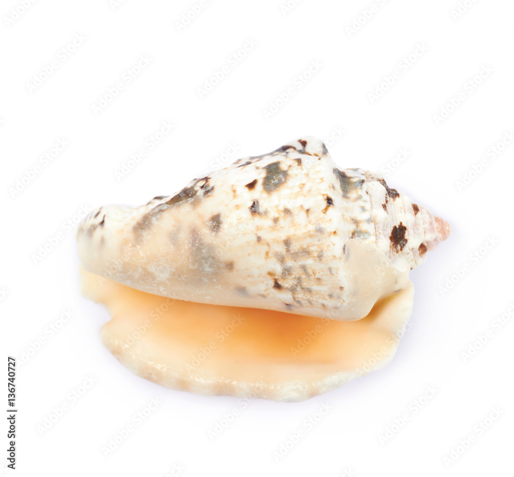 Sea shell isolated Sea shell isolated