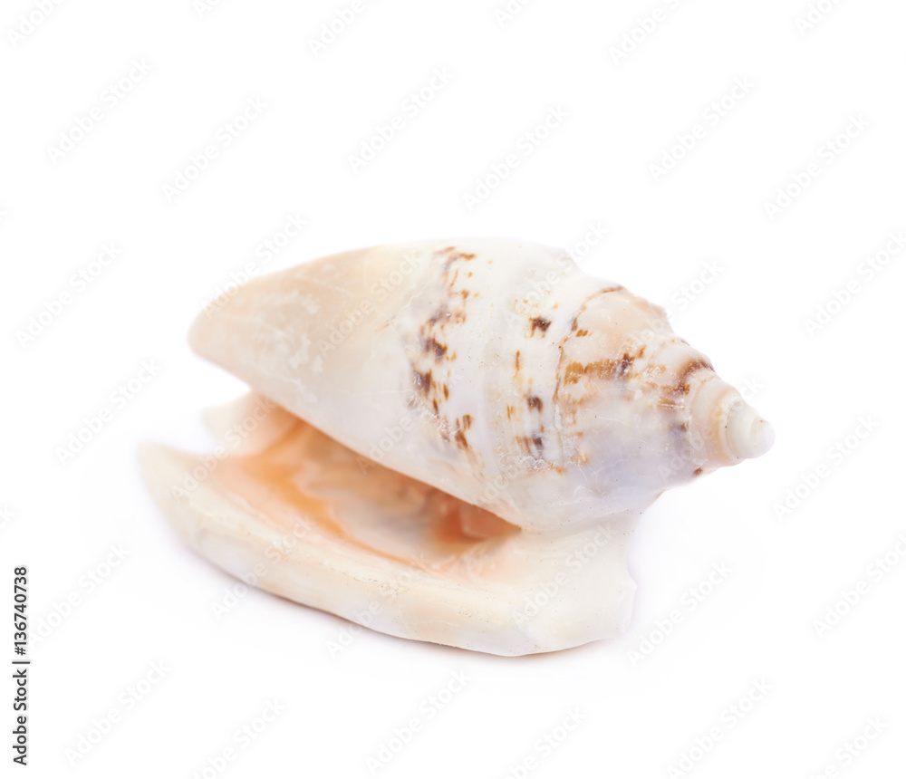 Sea shell isolated