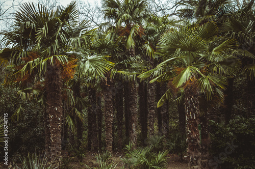 Palm Grove