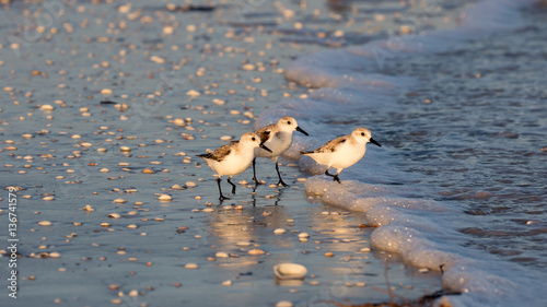 Three snowy plovers (Charadrius nivosus) wading in shallow water, Sanibel Island, Florida, USA photo