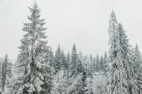 Snow covered pine tree forest in nature after snow storm.