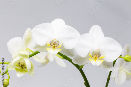 Beautiful White orchid/orchid flower covered with water drops, isolated on a white background