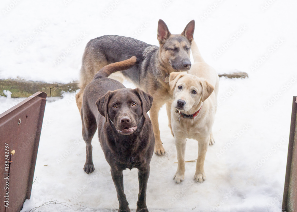 Fototapeta premium Triple the fun