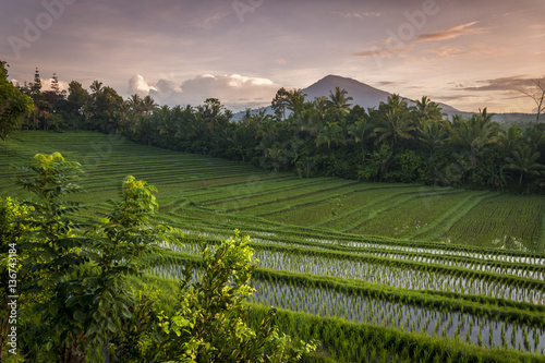 Rice Fields of Bali, Indonesia. Some of the most dramatic and beautiful rice terraces in Bali can be seen around the village of Belimbing in the Tabanan Regency. 