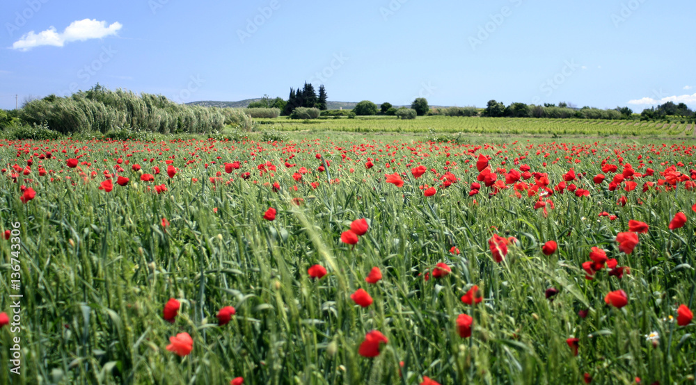 Red poppy field