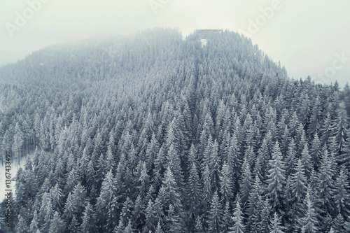 Mountain snow-covered forest captured from above with a drone