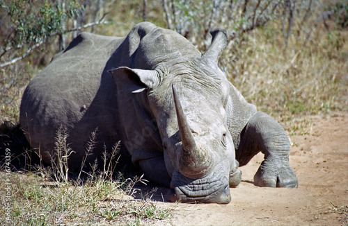 White rhino, Mkhaya Game Reserve, Swaziland
