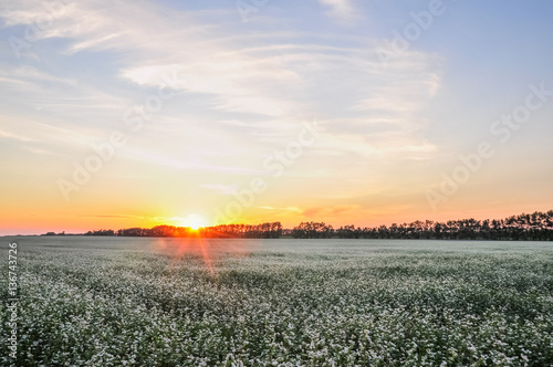 Beautiful sunset in the field of white flowers. Honey plants meadow