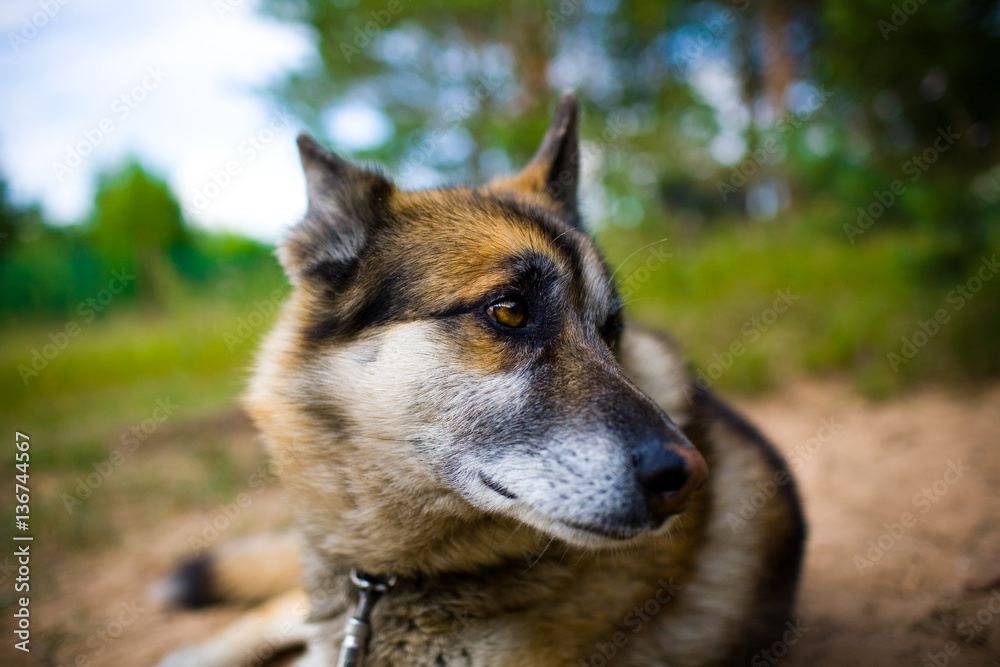 Portrait of an adult and a very intelligent dog on the nature. Mixed Shepherd and Husky Portrait of an adult and a very intelligent dog on the nature. Mixed Shepherd and Husky
