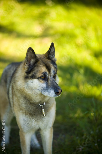 Portrait of an adult and a very intelligent dog on the nature. Mixed Shepherd and Husky © Vasiliy