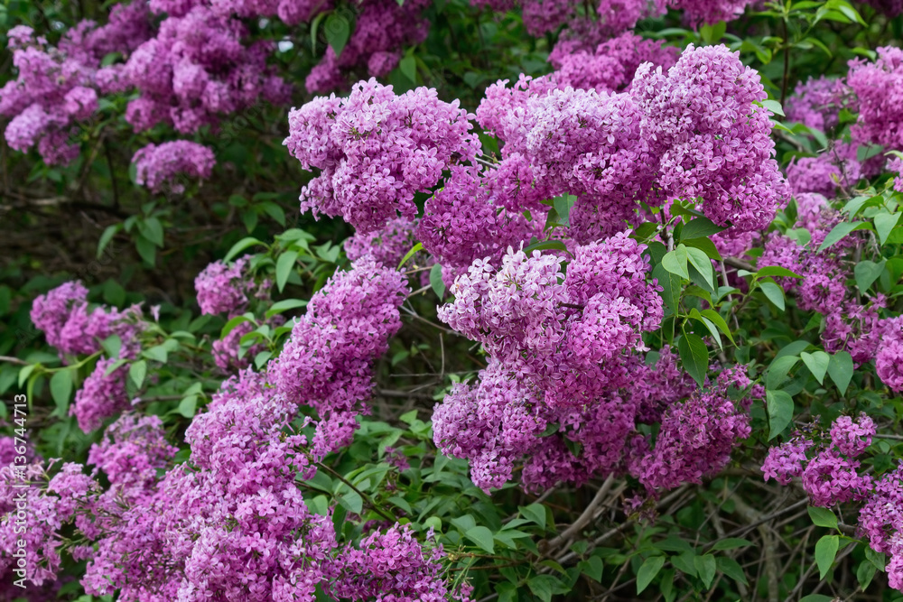 flowering shrub with clusters of pink lilac flowering shrub with clusters of pink lilac