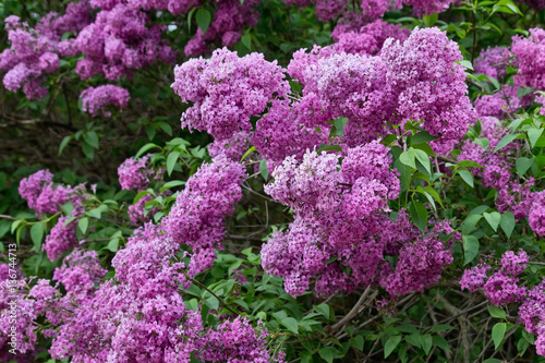 flowering shrub with clusters of pink lilac