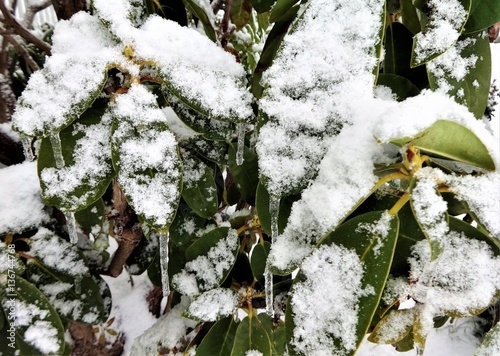 Snow fall on a rhododendron in a cold winter day photo