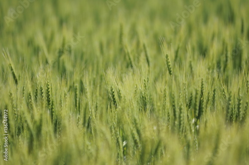 Field of Wheat 