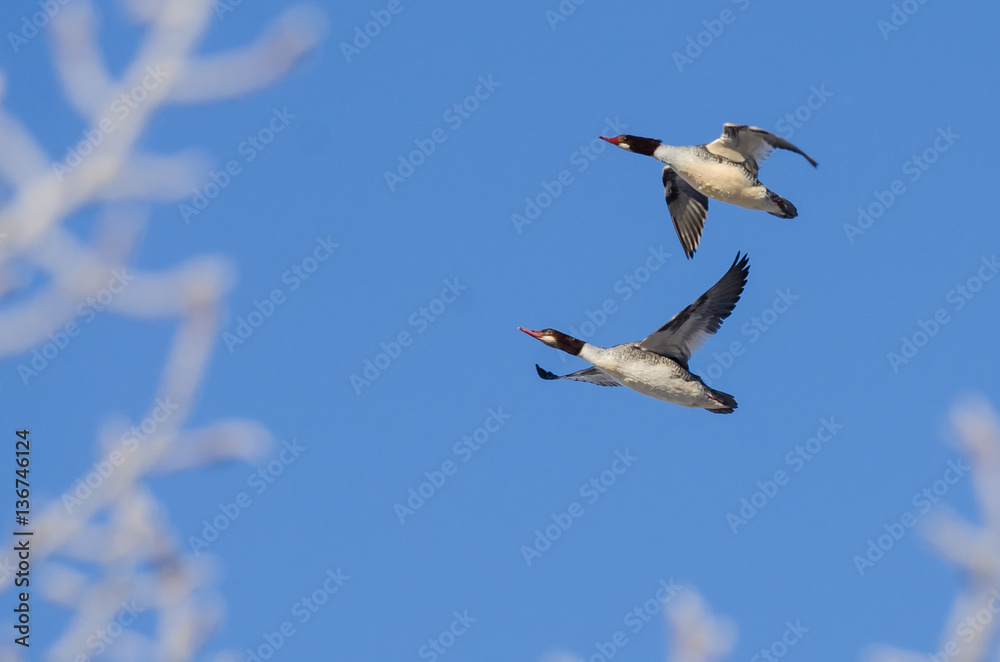 Fototapeta premium Pair of Common Mergansers Flying in a Blue Sky