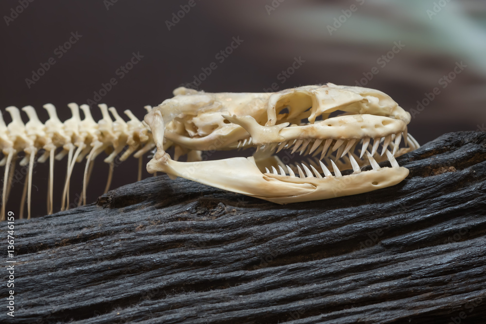 Naklejka premium Bone of a snake.