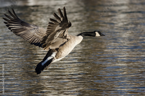 Canada Goose Coming in for a Landing on the Cold Winter River