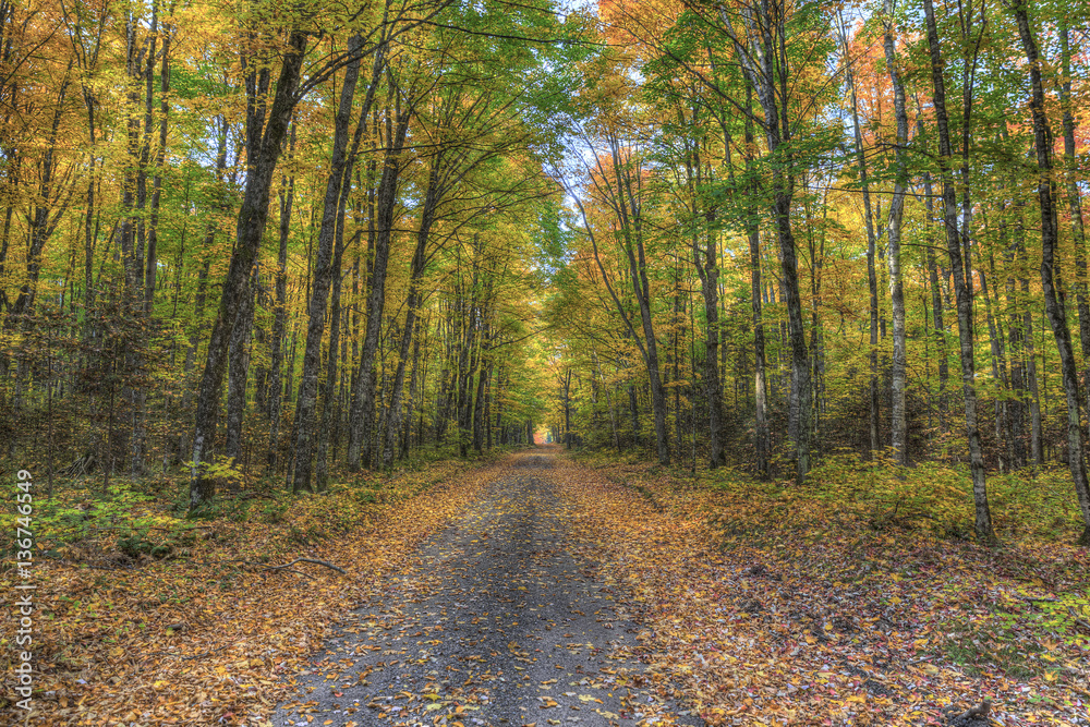 Fototapeta premium Woodland Tunnel