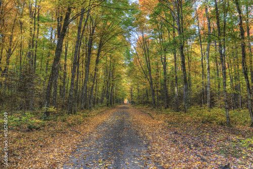 Woodland Tunnel