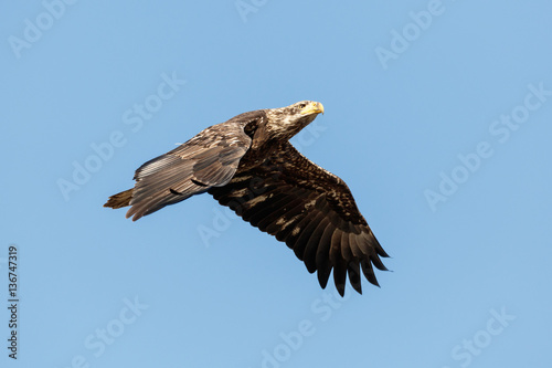 Juvenile Bald Eagle in Flight