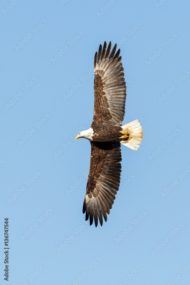 Bald Eagle in Flight Bald Eagle in Flight
