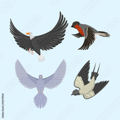 Set of different flying birds vector illustration.