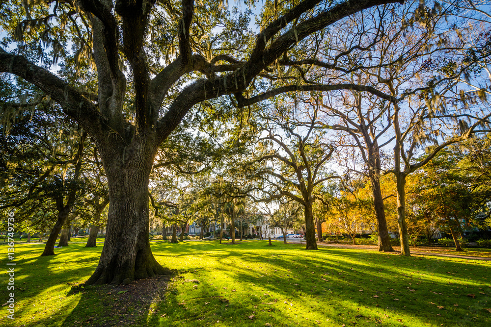 Trees with Spanish moss, at Forsyth Park, in Savannah, Georgia.