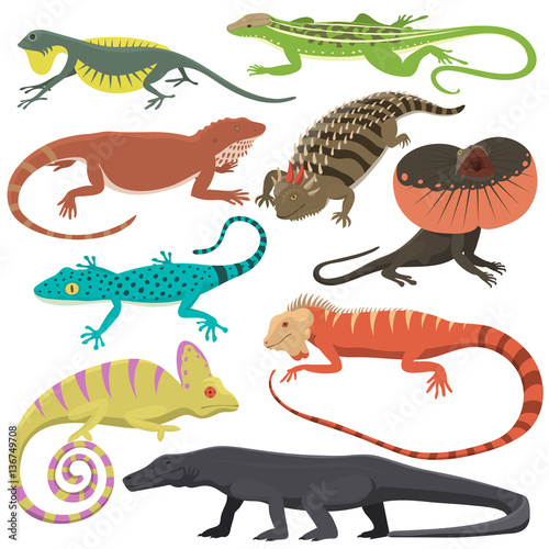 Different kind of lizard reptile isolated vector illustration.