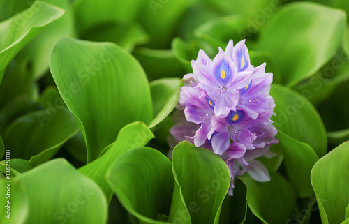 eichhornia crassipes photo