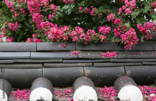 Crape myrtle flowers and falling blossoms  photo