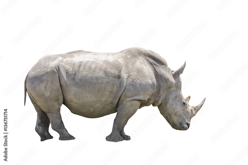 Fototapeta premium African black rhino on side view. Isolated. on white Background.