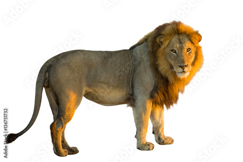 Fototapeta Naklejka Na Ścianę i Meble -  Side view of a standing Lion, Panthera Leo, isolated on white background with natural light of sunset.