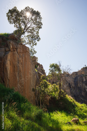 A tree on top of a rock climbing wall in Greenmount National par