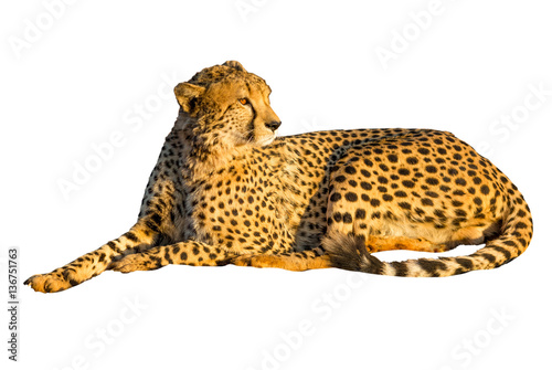 Cheetah lying down in front isolated, on white background. The cheetah is the light of sunset.