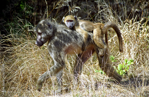 Chacma baboons, Kruger National Park, South African Republic