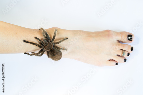 A Chilean Rose tarantula crawling up a womans leg.