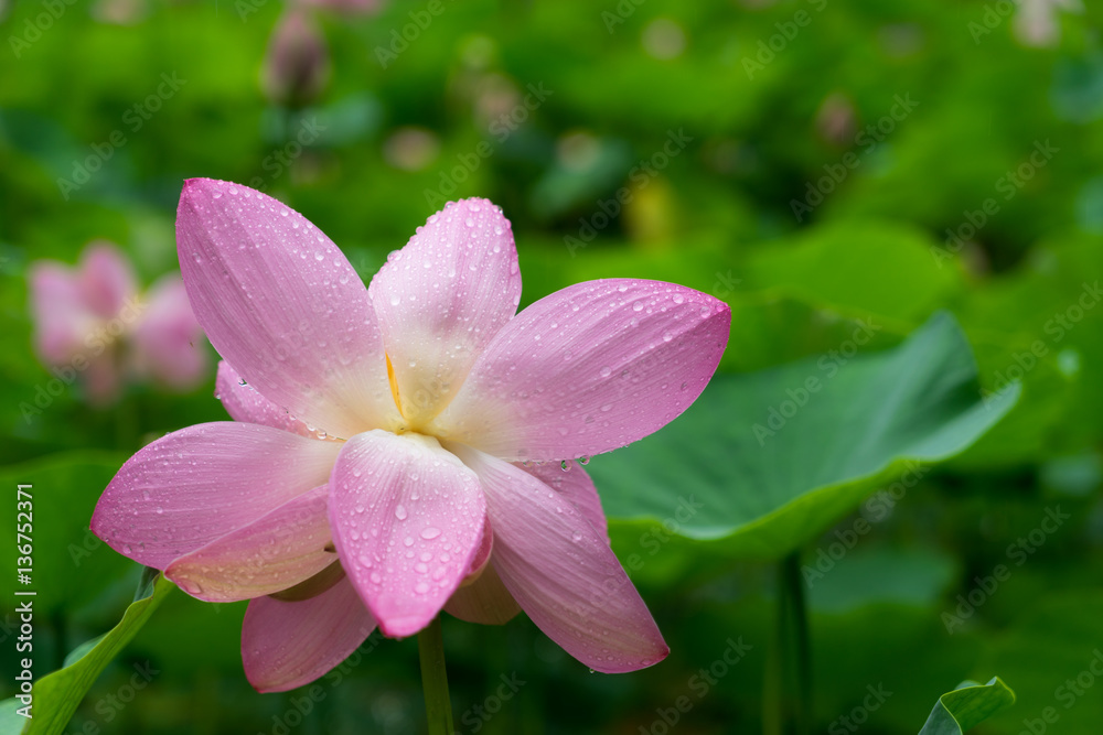 雨の中の蓮 雨の中の蓮