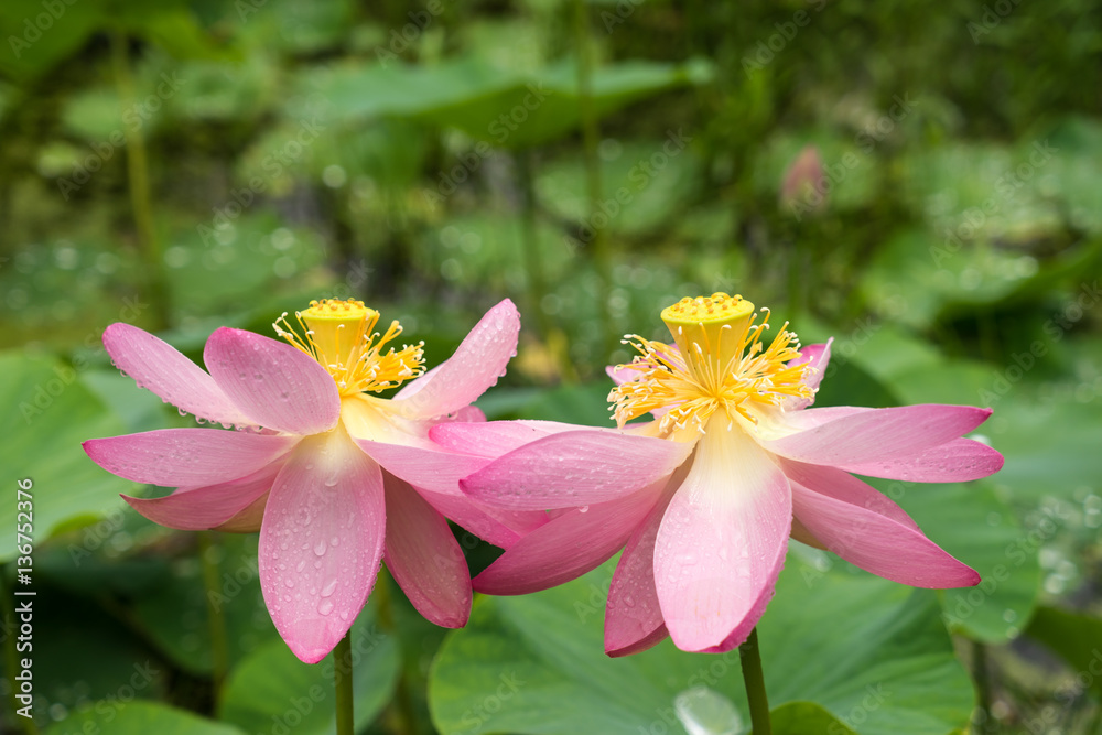 雨の中の蓮 雨の中の蓮
