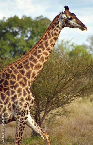 South African giraffe  Kruger National Park  South African Repub