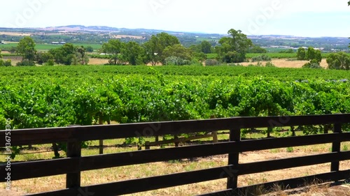 Barossa Valley, wine growing region of South Australia, views of rows of grapevines against scenic landscape, panning across. photo