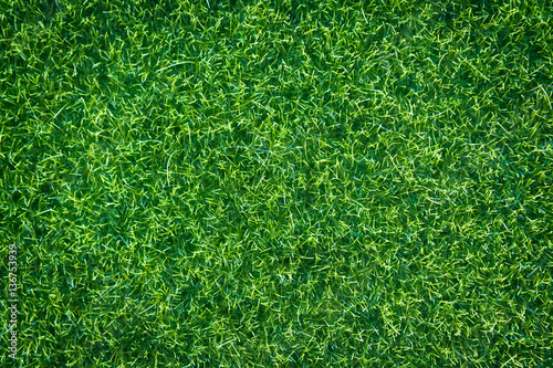 green grass natural background texture.