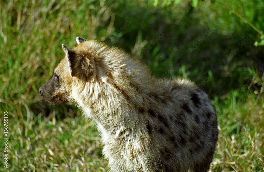 Obraz premium Spotted hyena, Kruger National Park, South African Republic