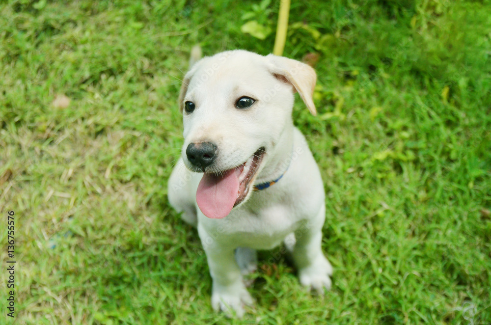 White Dog Labrador on grass