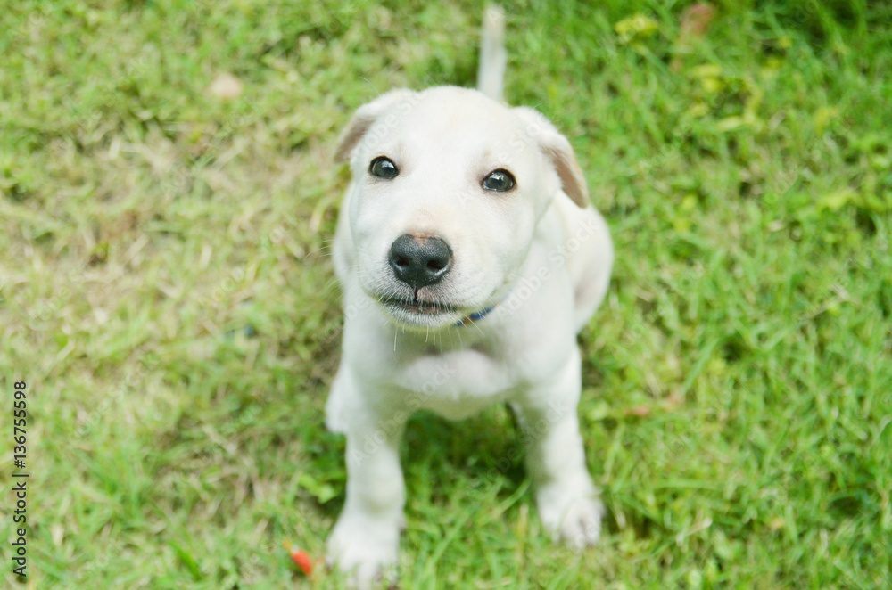White Dog Labrador