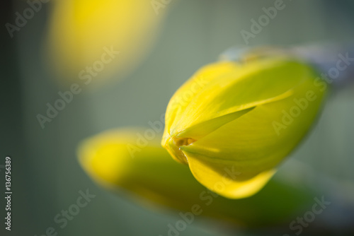 Daffodil Bud