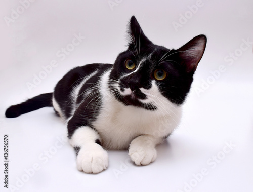 black and white european cat